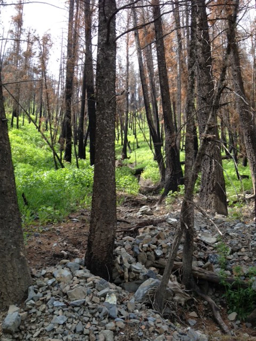 June-4-2015-Deer-Creek-slide-and-regrowth
