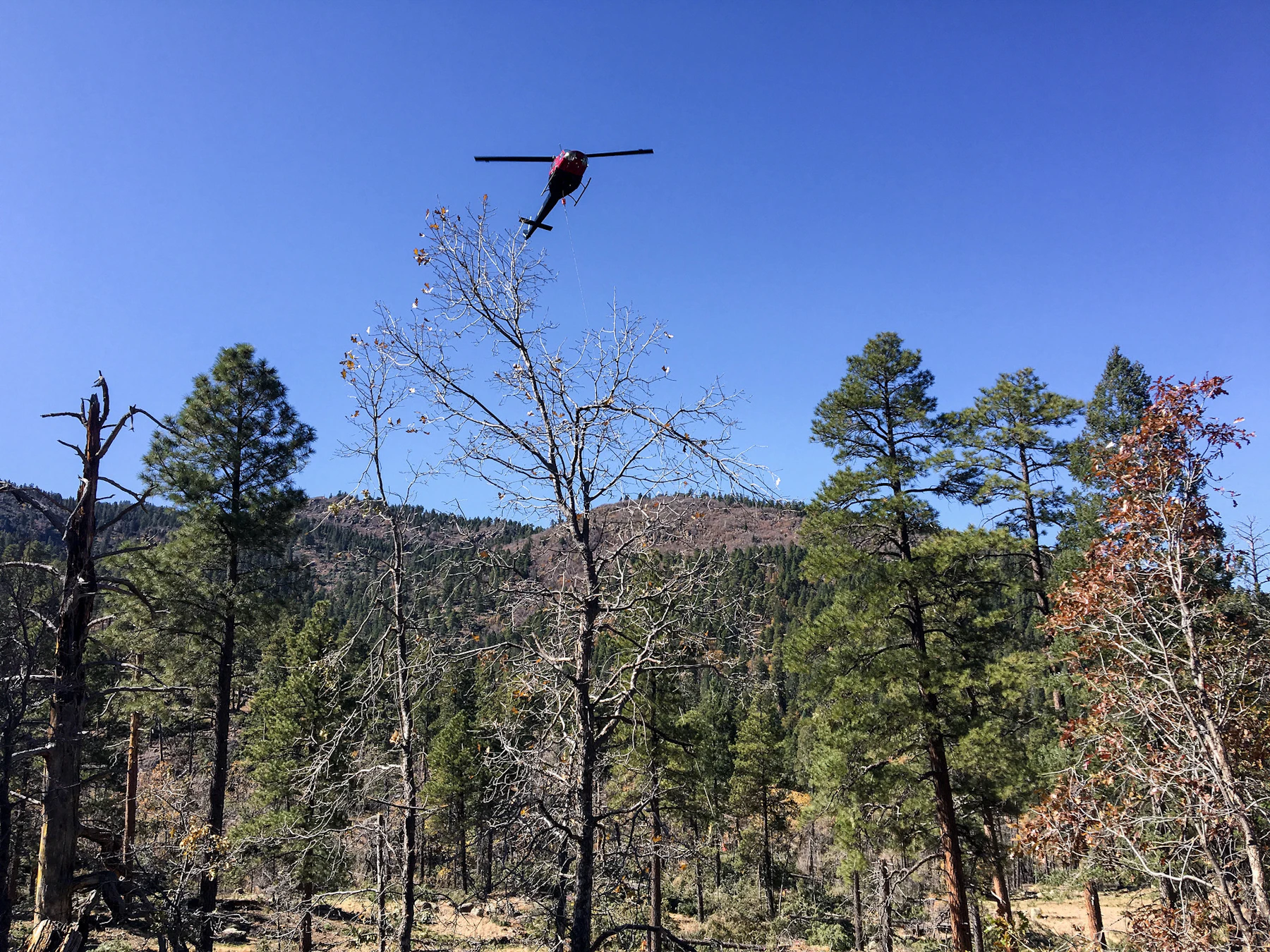 Kaibab Nf Bill Williams Mtn Usfs 2