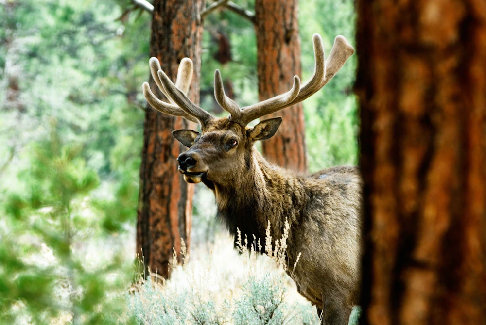 Kaibab-NF Elk small