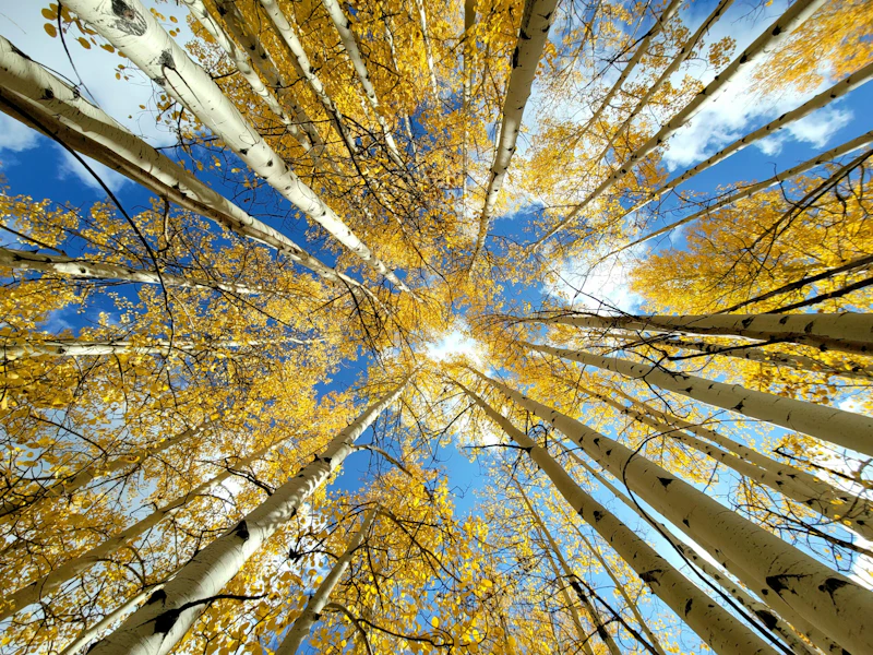 Fall aspen grove.