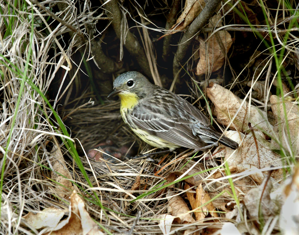 Kirtlands Warbler USFS Huron Manistee public Domain