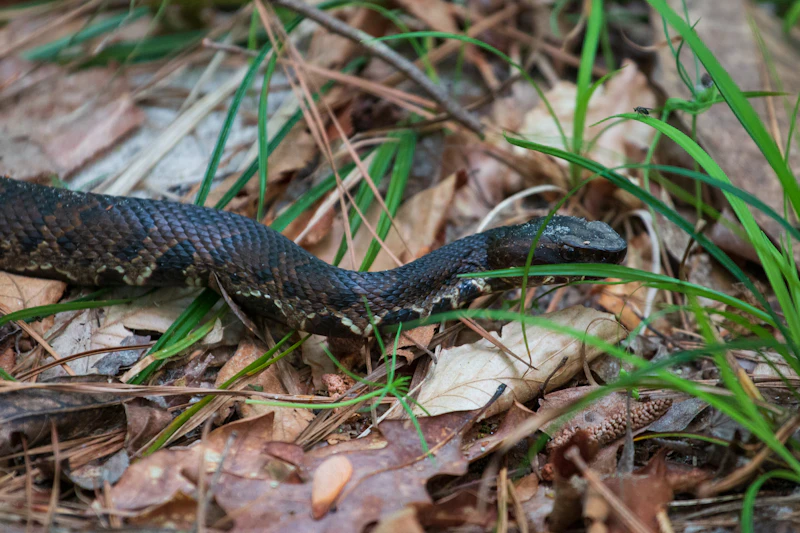 Snake.