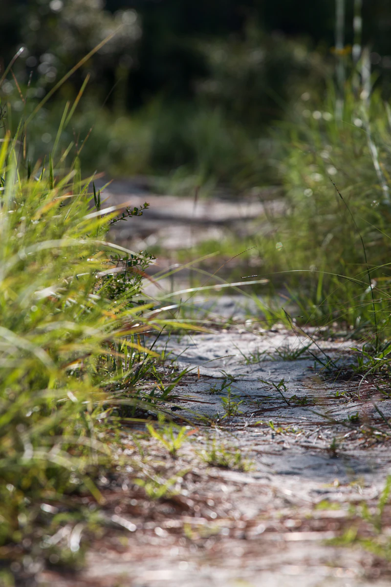 Sandy path.