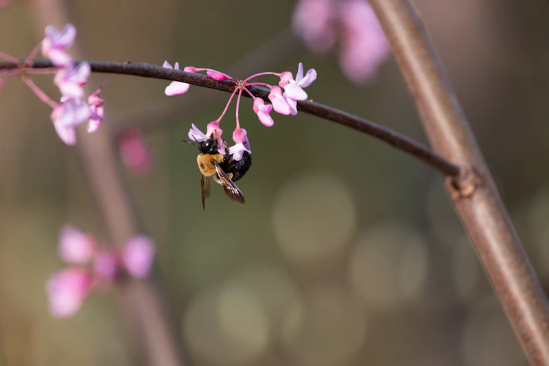 Bee.