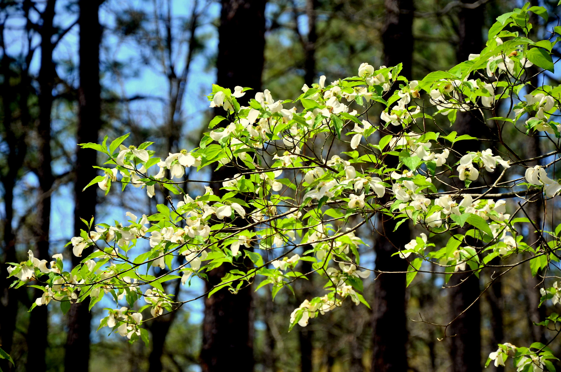 Dogwood in bloom.