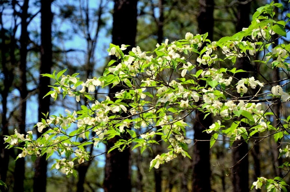 Kisatchie National Forest LA