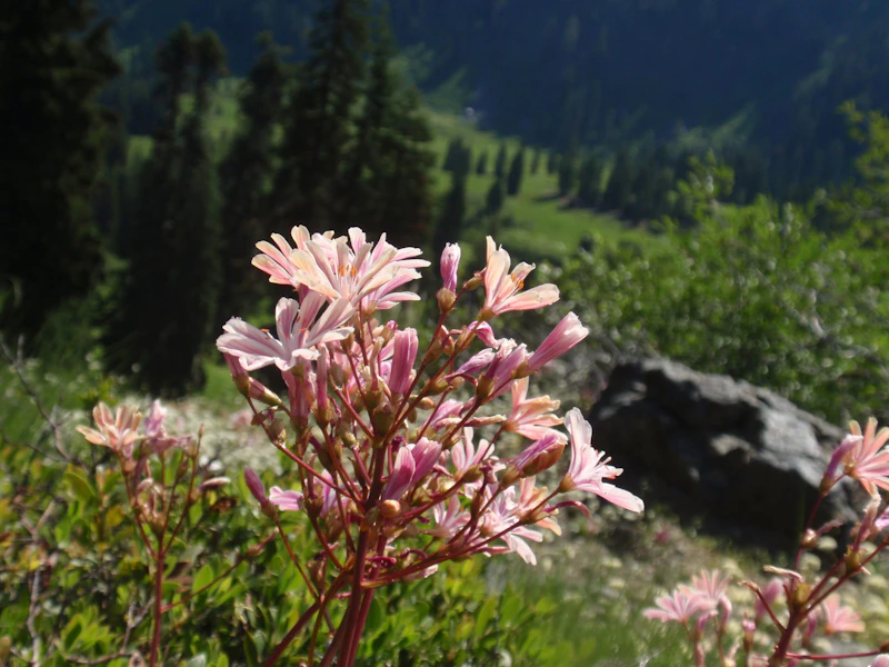 Wildflowers.