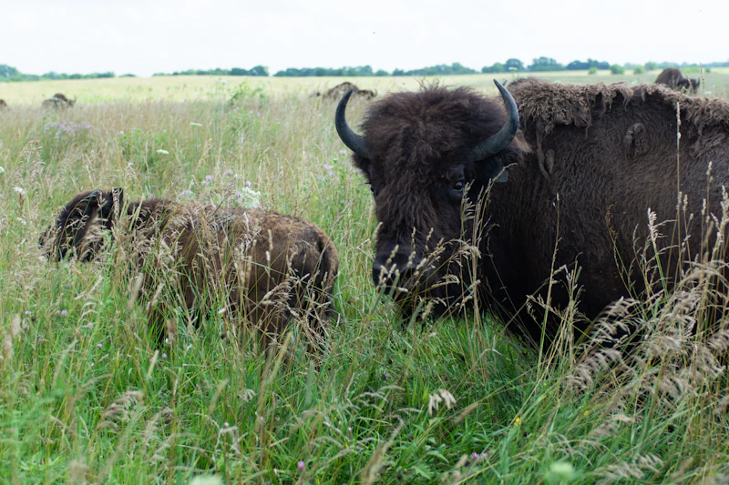 Bison mother and baby.