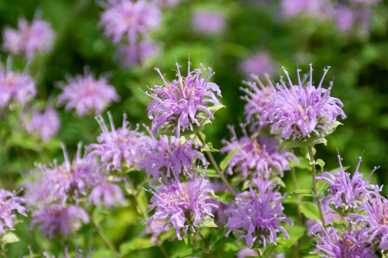 Wildflowers.