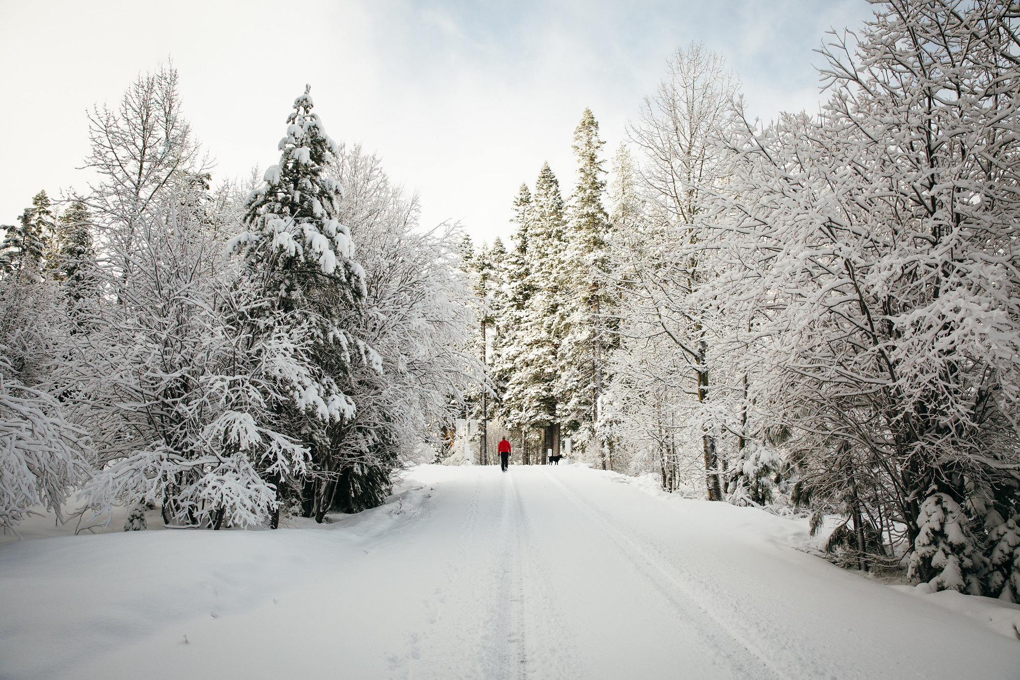 A lone visitor and their dog walk along a snow-covered trail through a winter forest in the Lake Tahoe Basin, surrounded by heavily snow-laden pine and deciduous trees.