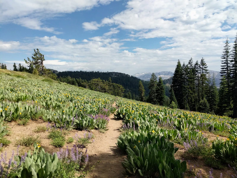 A wildflower-lined trail winds through an open hillside on the Pacific Crest Trail in the Lake Tahoe Basin, with pine forests and mountain ridges stretching into the distance.