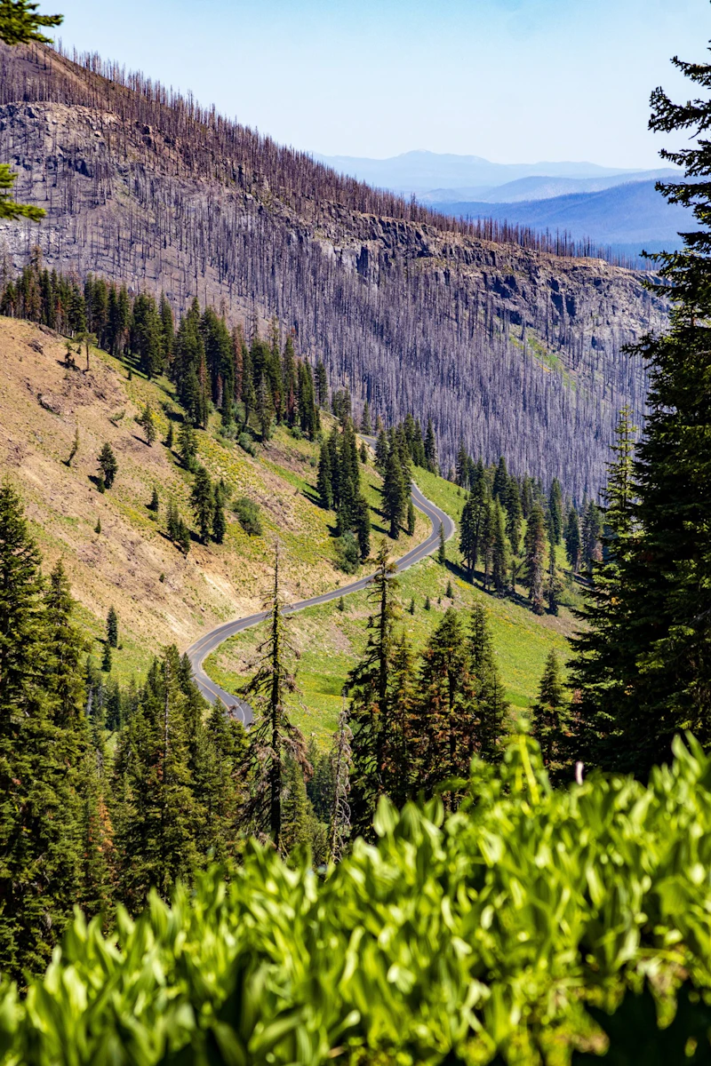 Road through forest with cabbage meadow in foreground.