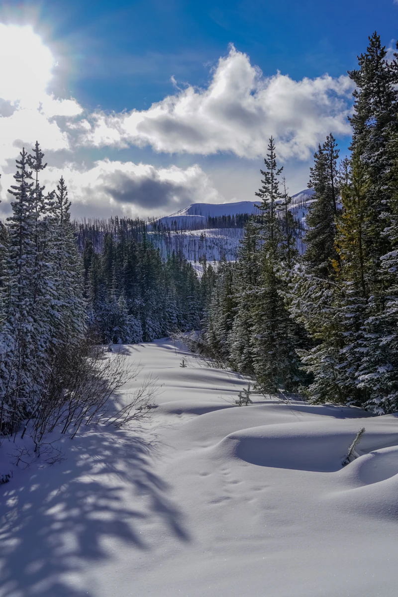 Snow covered forest.