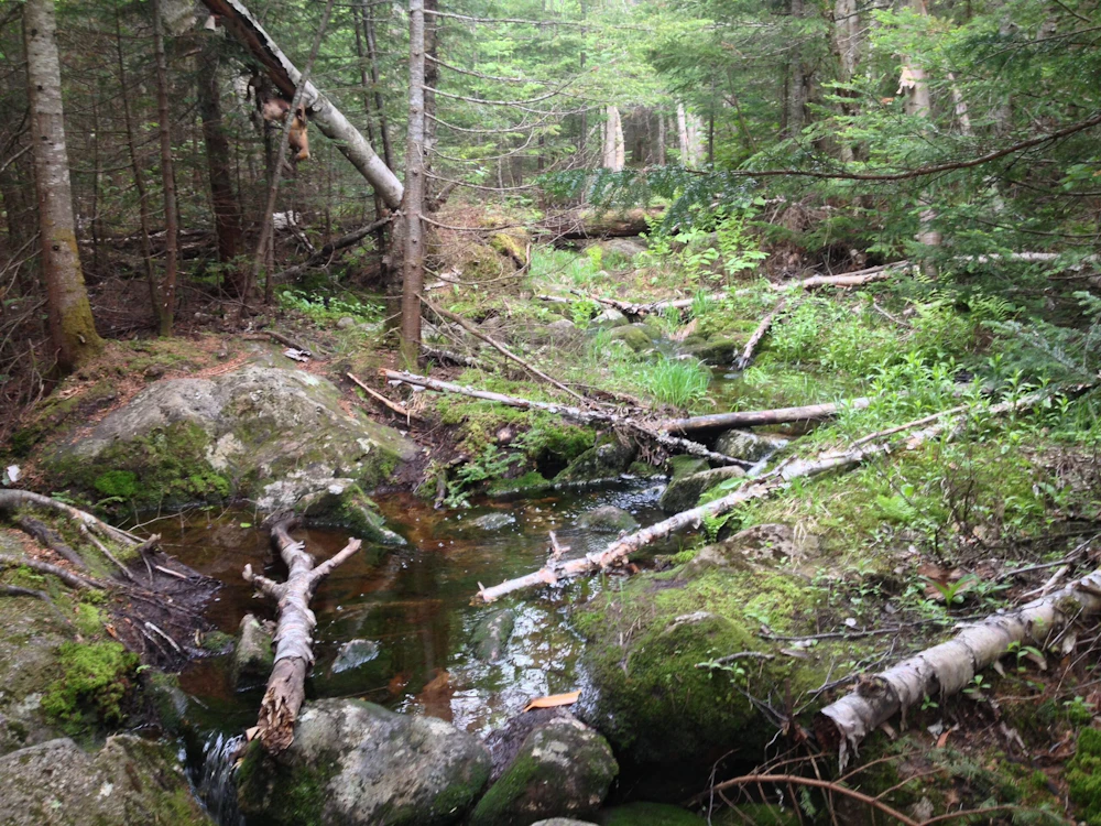 Lincoln Brook Trail From 13 Falls Campsite