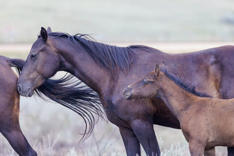 Wild horses.