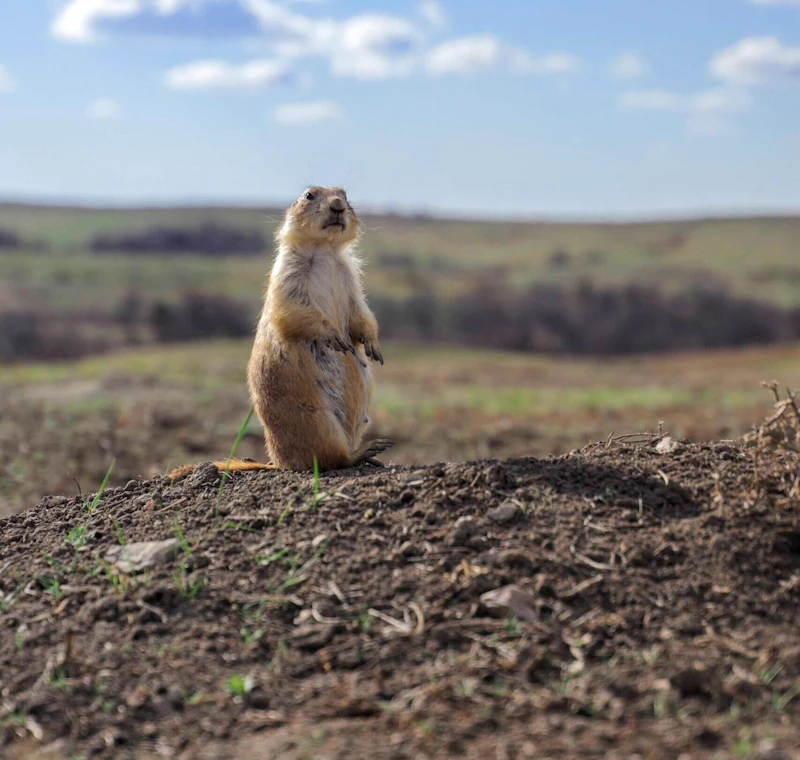 A prairie dog stands alert on its burrow in the vast and scenic Little Missouri National Grassland.