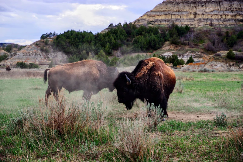 Two powerful bison bulls kick up dust as they face off in a grassy field, with the rugged hills of the badlands in the background.