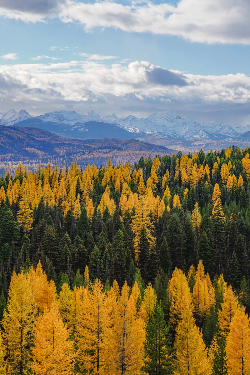 Golden larch.