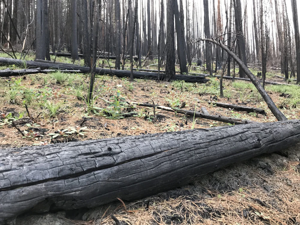 Lolo NF Lolo Peak Fire HE 2