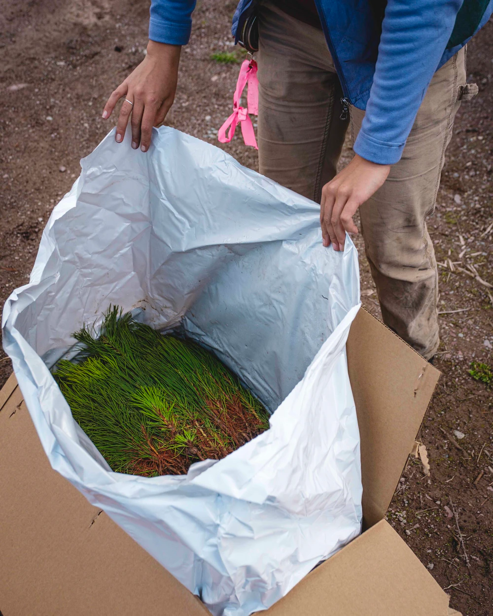 Lolo Rice Ridge Tree Planting Dave Gardner 8660