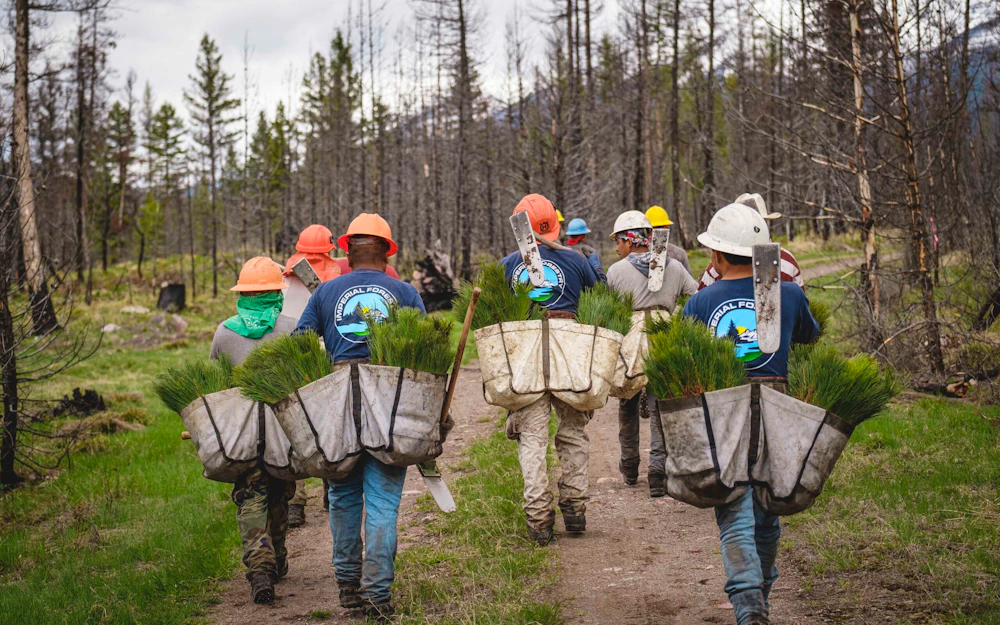 How to Help Plant Trees in Your Backyard and in National Forests  National  Forest Foundation