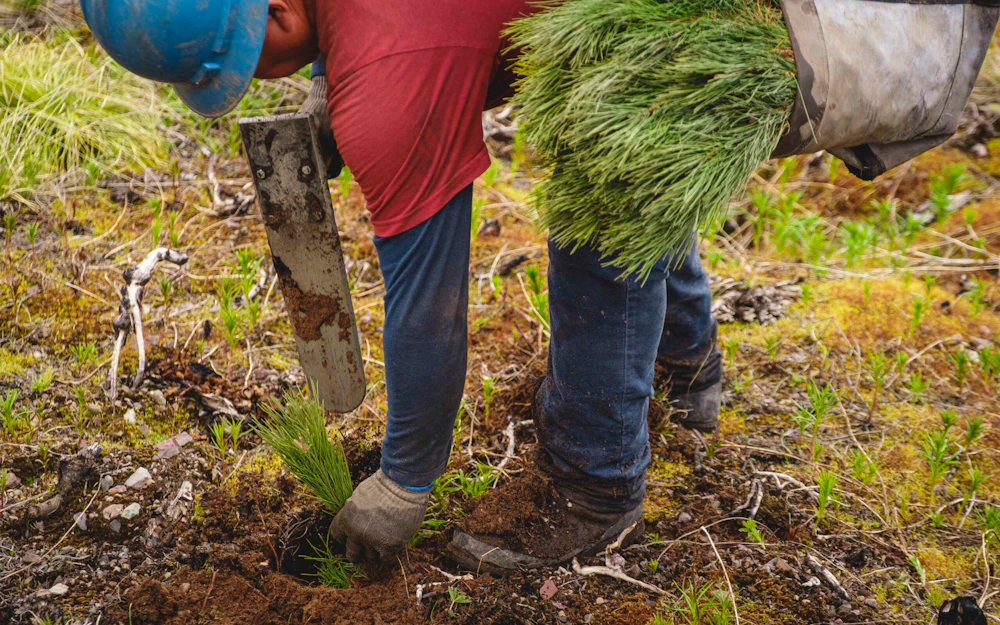 Lolo Rice Ridge Tree Planting Dave Gardner 9248