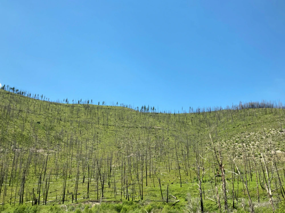 Lolo burn scar Hwy 12 2