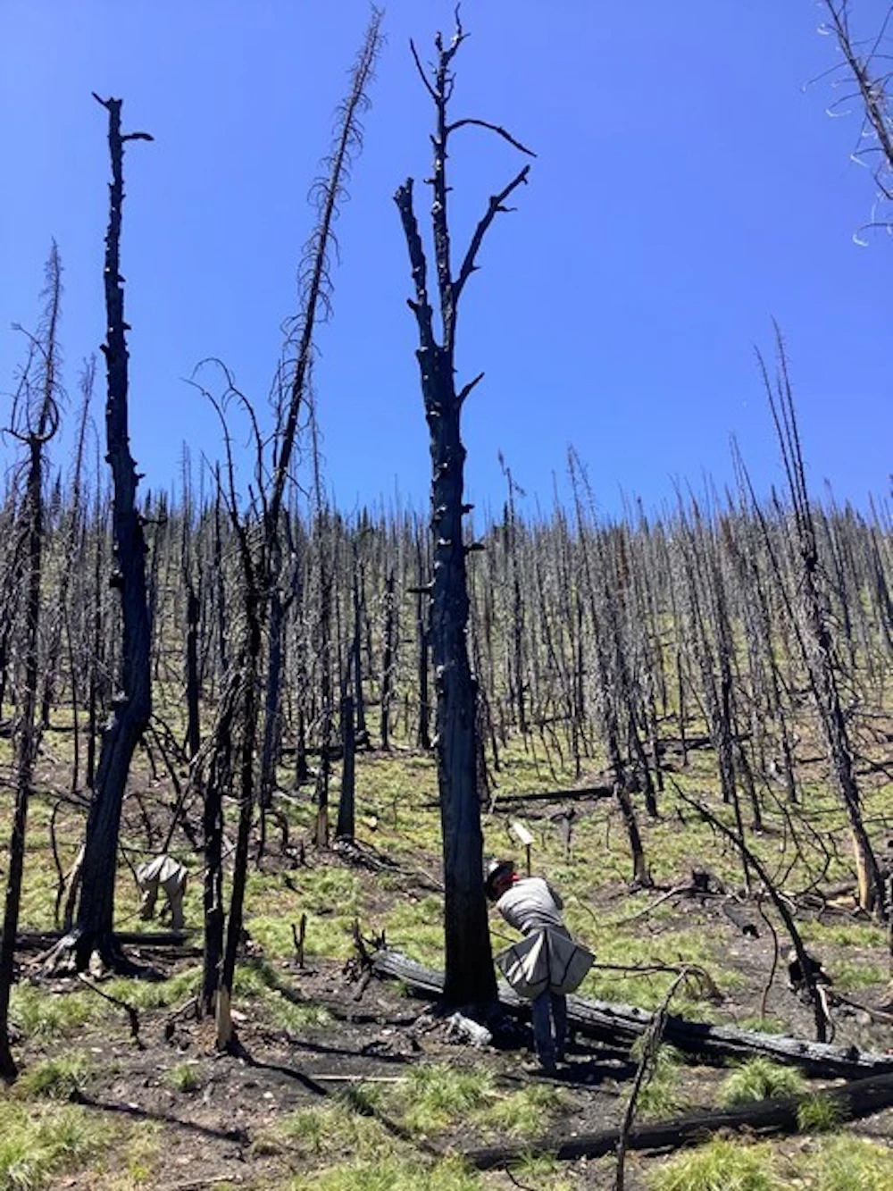 Lolo planting at the base of a burned wbp