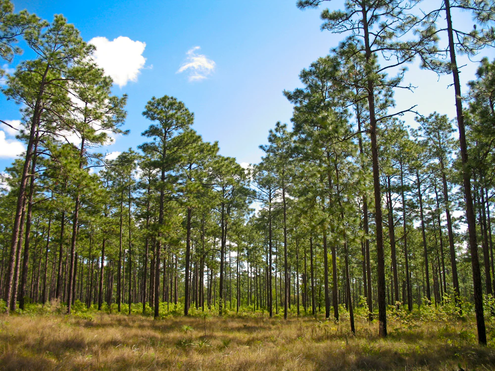 Longleaf-Pine-Forest