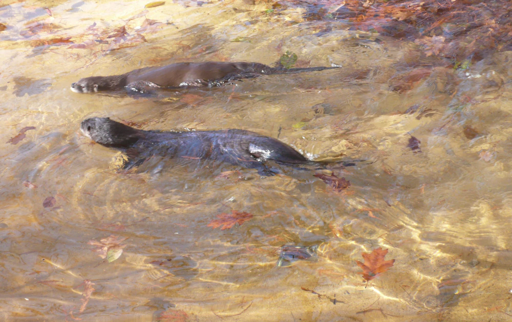 two otters swimming in water