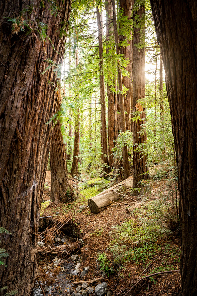 Wooden creek.