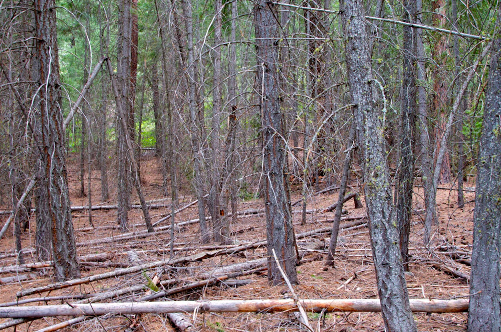 Lost-Driveway-Sample-Area-for-Thinning