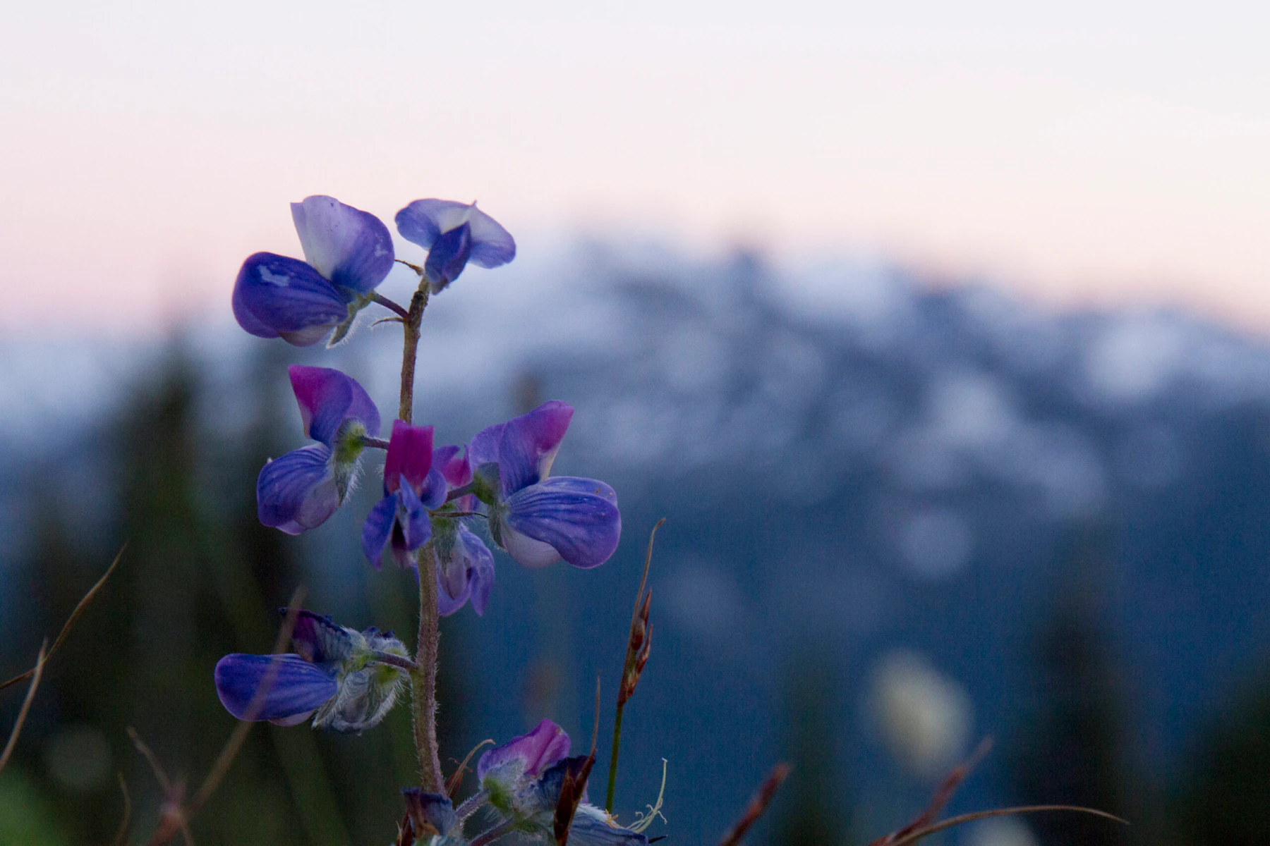 purple flower with small petals