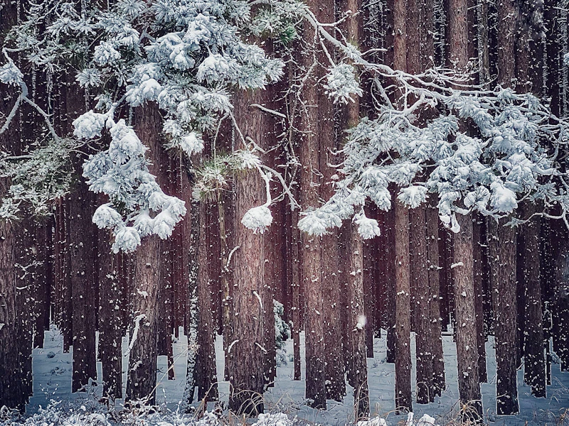 Snow on red pines.