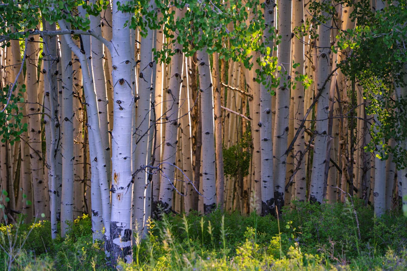 Aspen grove with sunlight shining through the leaves.