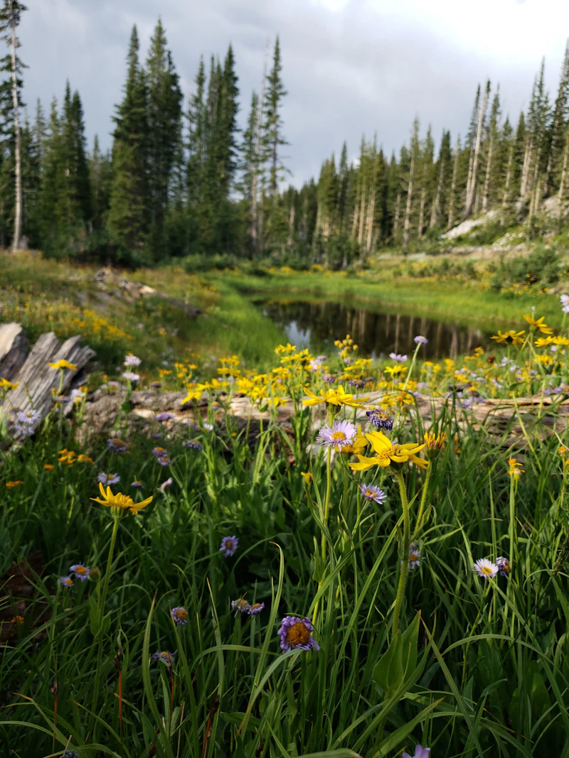Wildflowers.