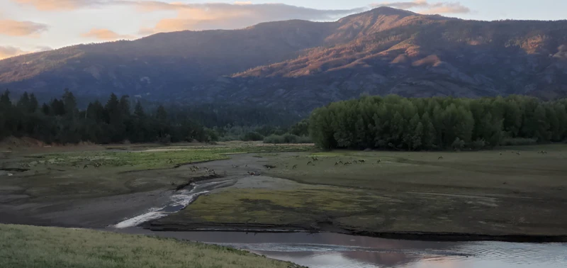 Elk herd graze near a mountain river.