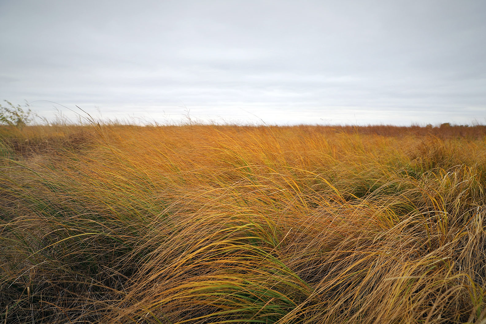Wind-blown grass.