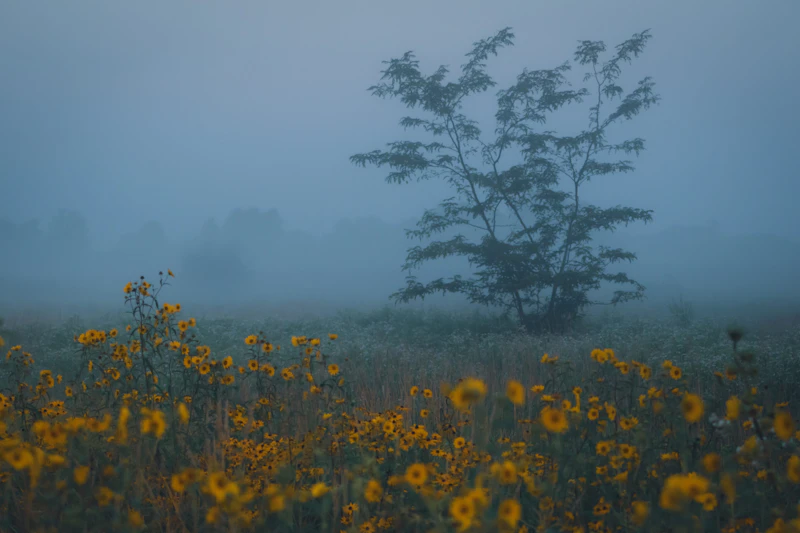 Fog over wildflowers.