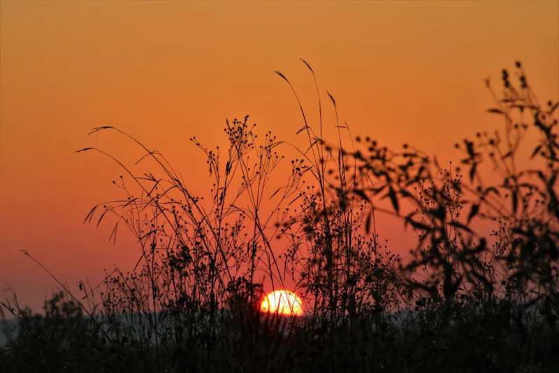 Sunset through tall grass.