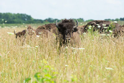 Midewin buffalo