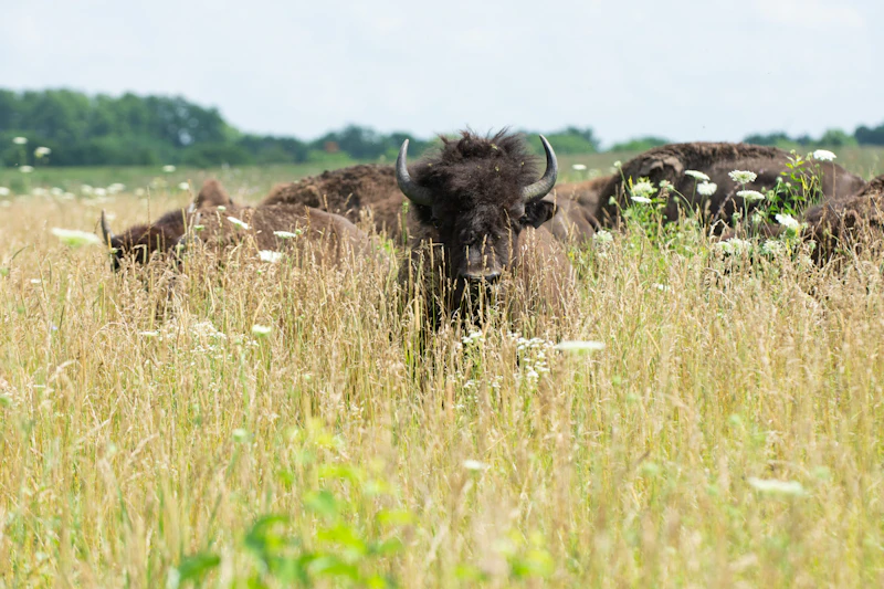 Midewin buffalo