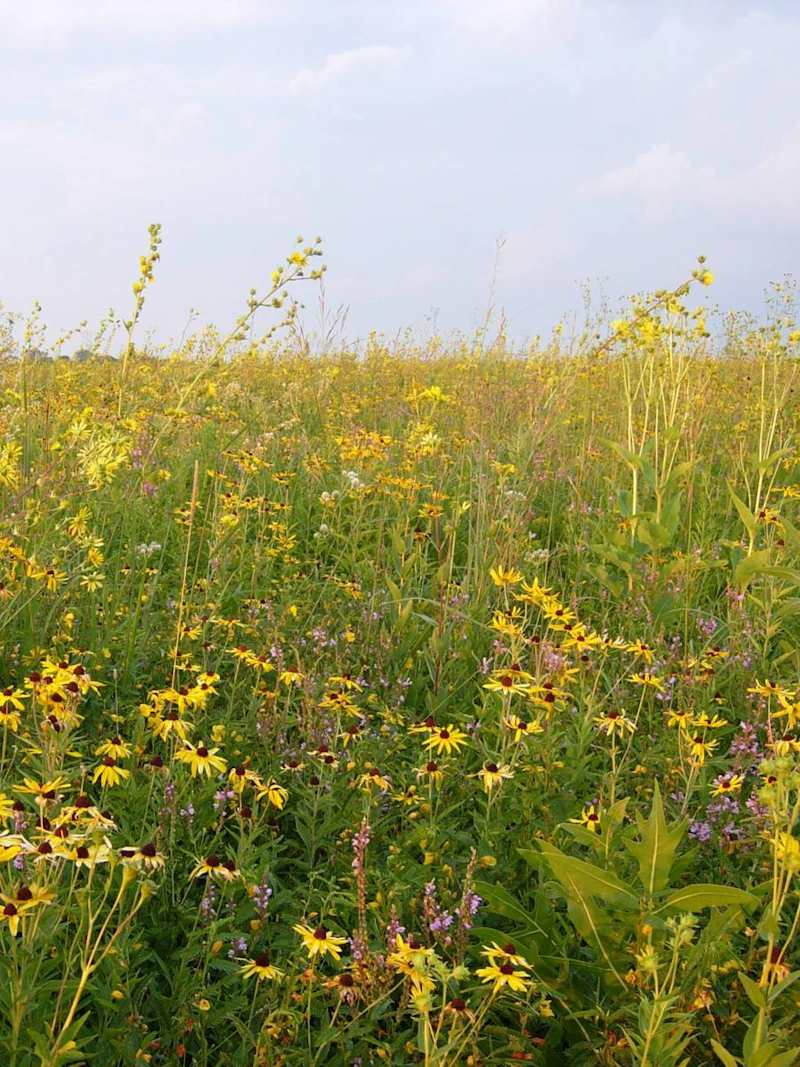 Wildflowers.