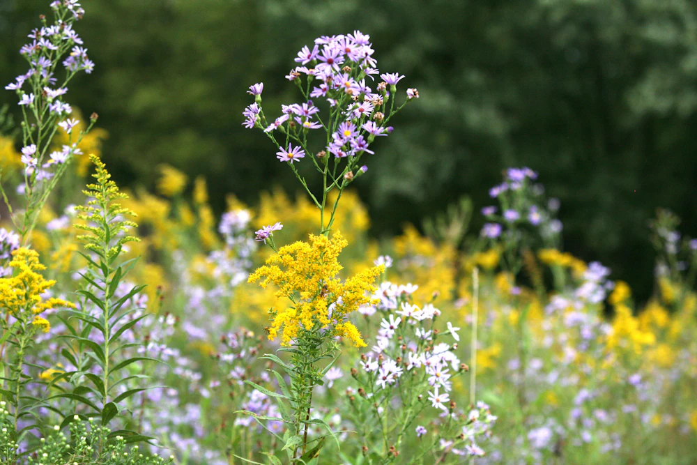 Midewin River Road Seed Beds USFS 1