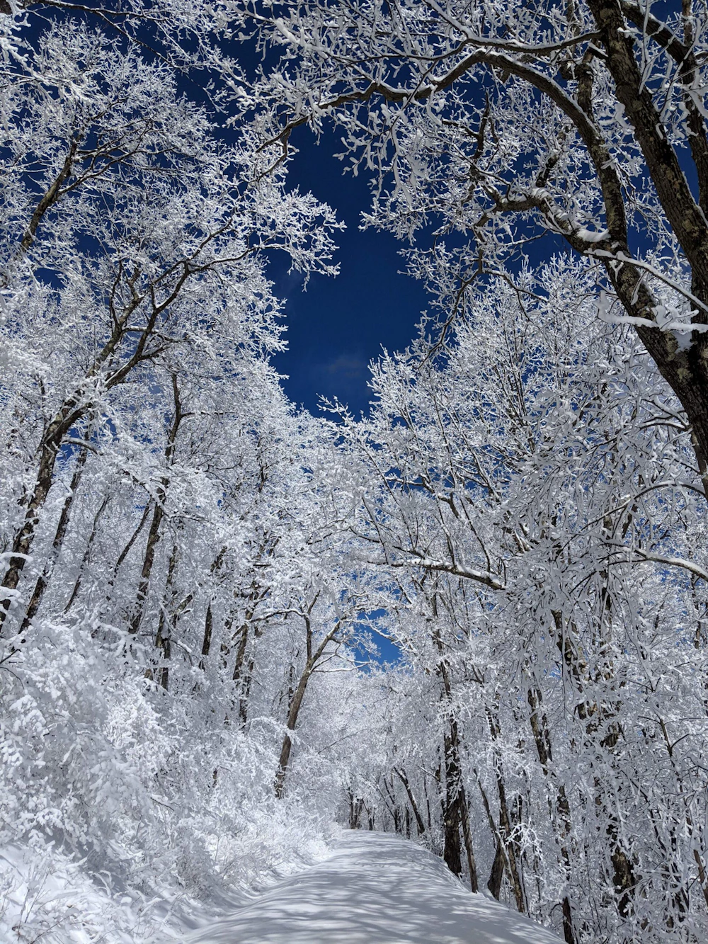 Monongahela NF Timothy Sergreti