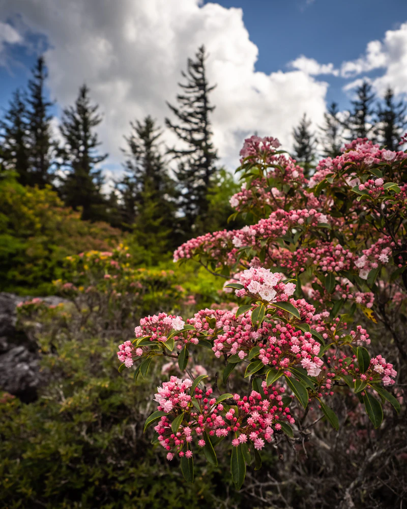 Mountain laurels in the Dolly Sods Wilderness.