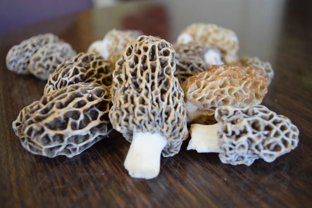 Morels