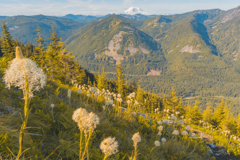Hill side of Beargrass in bloom.