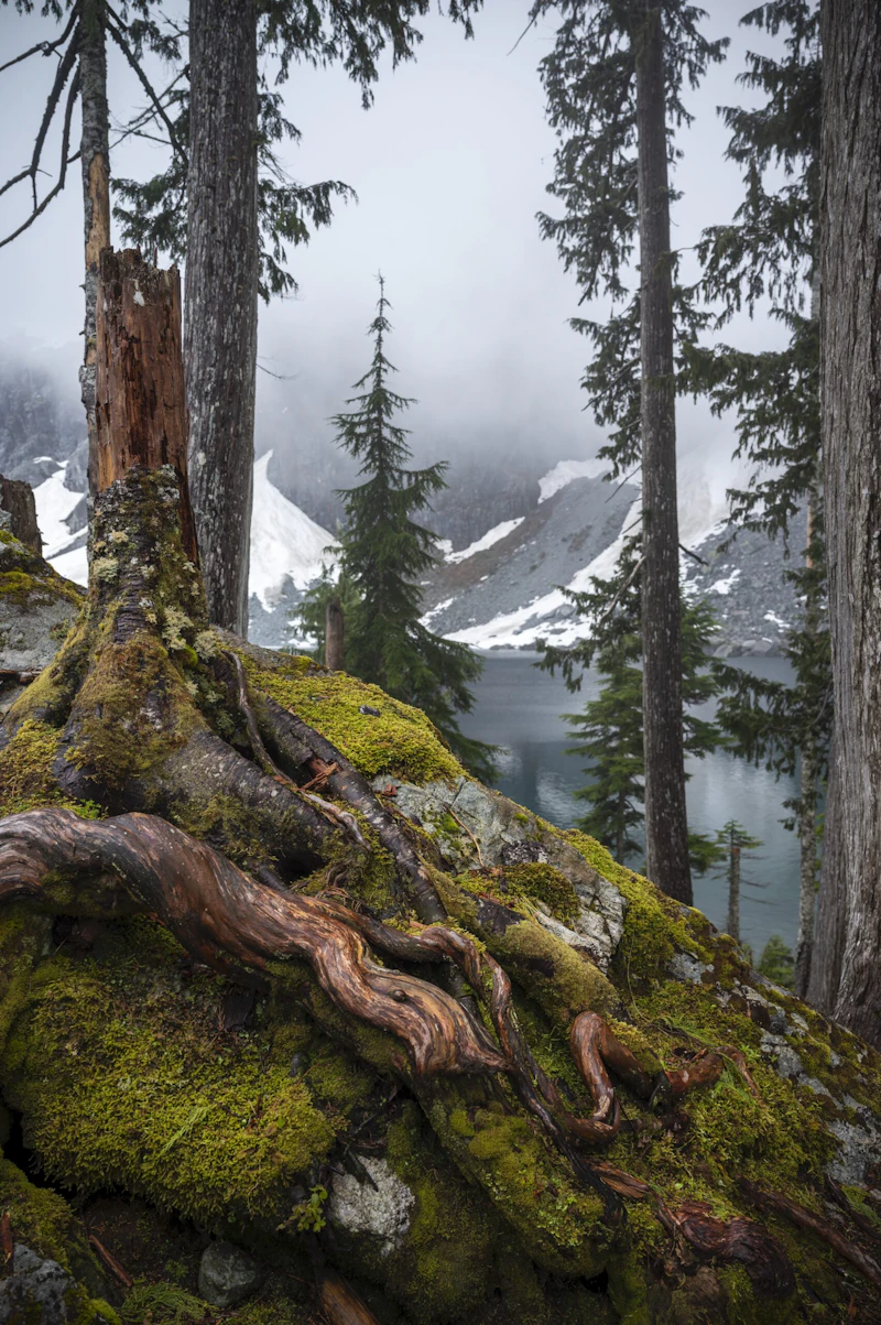 Snag near Lake Serene.