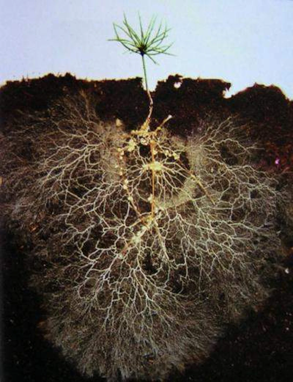 Mycorrhizae Roots Cropped Rfa